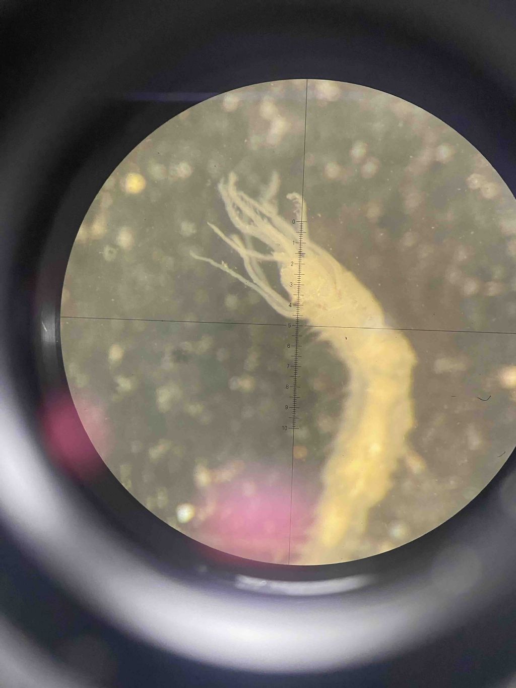 Riconoscimento famiglie Policheti